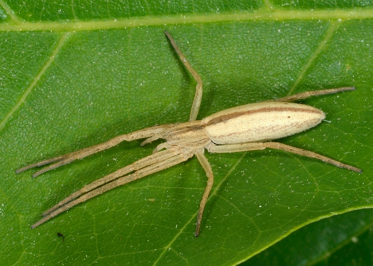 Tibellus oblongus